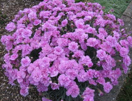 Dianthus 'Whatfield Cancan' 